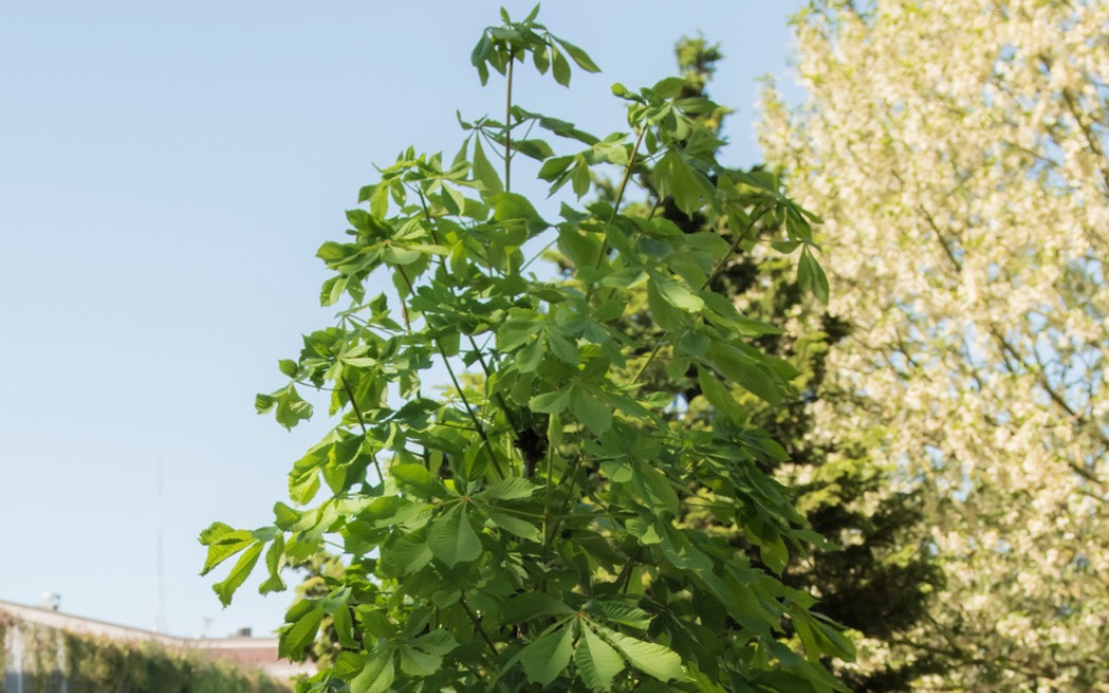 Anne Frank Tree